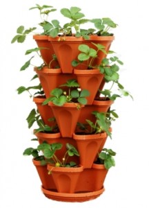 Best Way To Grow Strawberries In Containers