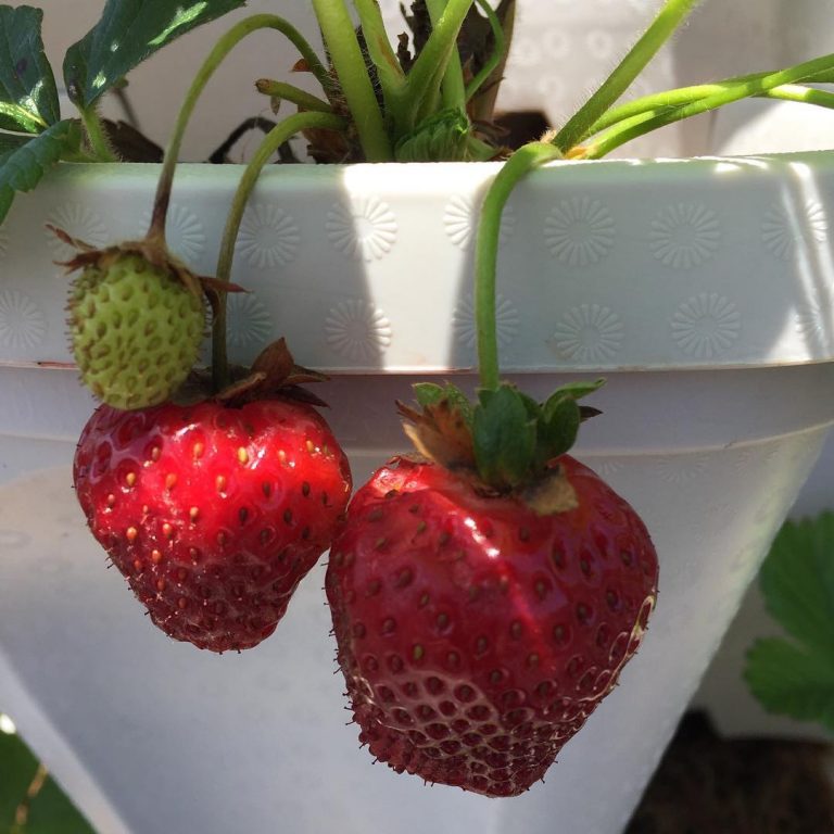 How to Grow Strawberries in a Pot